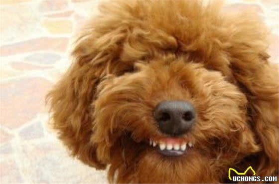 在泰迪犬眼中，这几件事就是在挑衅它，咬你很正常