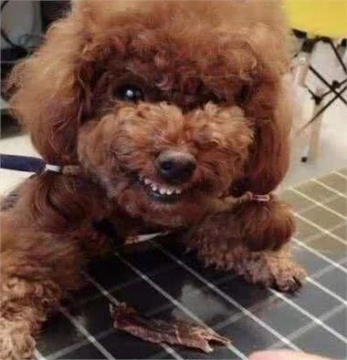 在泰迪犬眼中，这几件事就是在挑衅它，咬你很正常