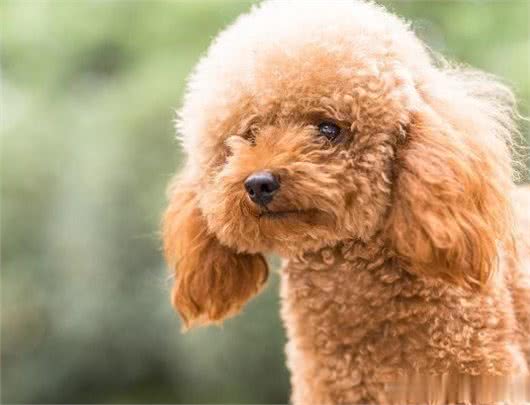 在泰迪犬眼中，这几件事就是在挑衅它，咬你很正常