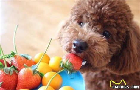 在泰迪犬眼中，这几件事就是在挑衅它，咬你很正常