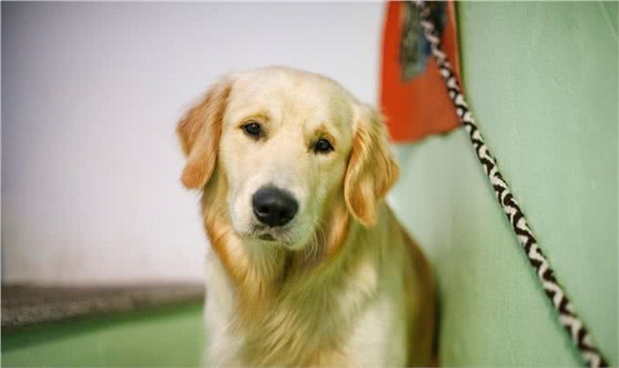 怎样让狗狗毛发健康漂亮?顺起来手感好?