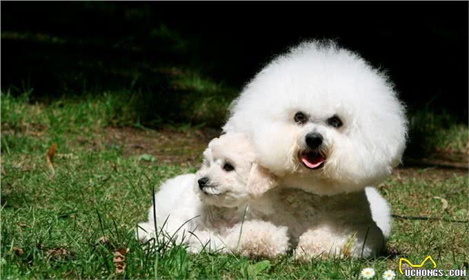 怎样让狗狗毛发健康漂亮?顺起来手感好?