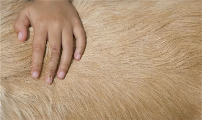 怎样让狗狗毛发健康漂亮?顺起来手感好?