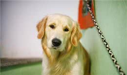 怎样让狗狗毛发健康漂亮?顺起来手感好?