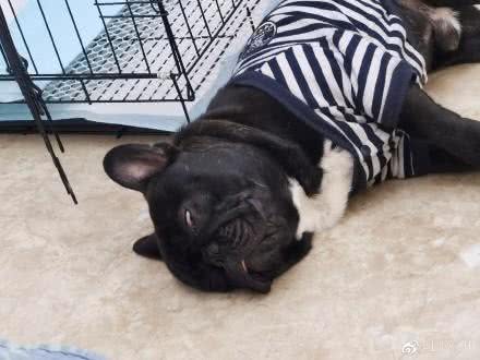 铲屎官深刻体会狗狗放臭屁，放一连串的响屁来炸你咧?