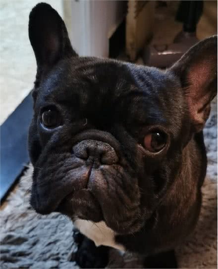 铲屎官深刻体会狗狗放臭屁，放一连串的响屁来炸你咧?