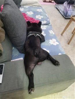 铲屎官深刻体会狗狗放臭屁，放一连串的响屁来炸你咧?