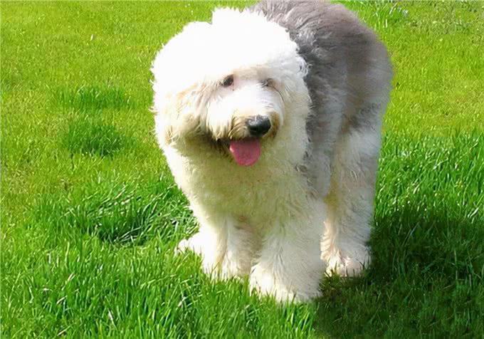 保养方法:狗狗月经吃什么补血?还有没有护理措施要注意?