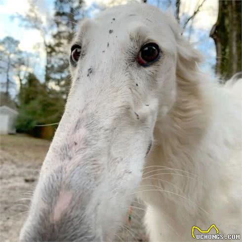 你见过这种狗吗,鼻子比脸还长,确定不是PS的?