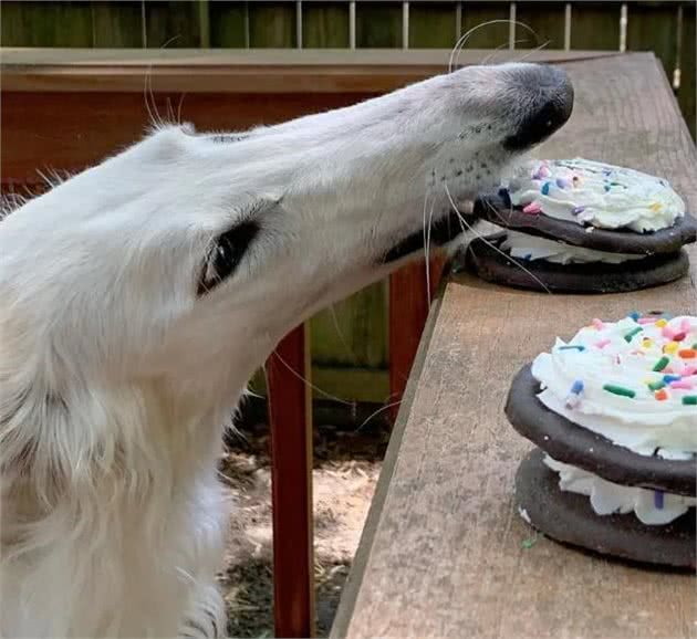 你见过这种狗吗,鼻子比脸还长,确定不是PS的?