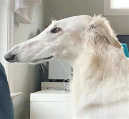 你见过这种狗吗，鼻子比脸还长，确定不是PS的?