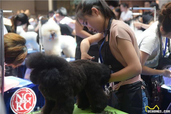 狗狗冬天才皮肤干燥?还可能是严重疾病引起的，主人又该如何预防