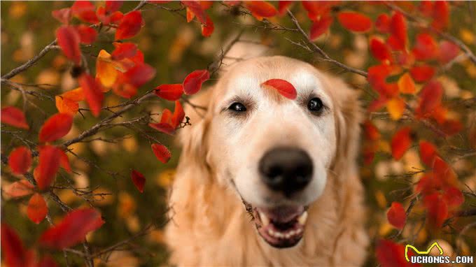 狗狗冬天才皮肤干燥?还可能是严重疾病引起的，主人又该如何预防