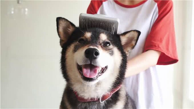 狗狗冬天才皮肤干燥?还可能是严重疾病引起的，主人又该如何预防