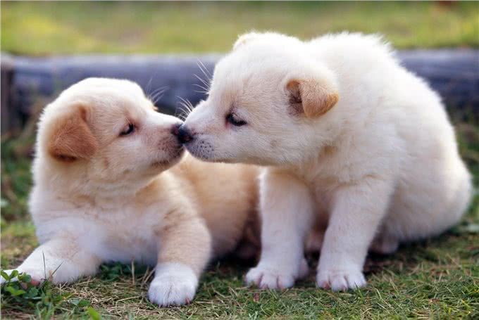 狗狗冬天才皮肤干燥?还可能是严重疾病引起的，主人又该如何预防