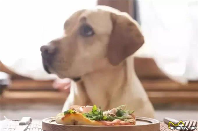 狗狗冬天才皮肤干燥?还可能是严重疾病引起的，主人又该如何预防