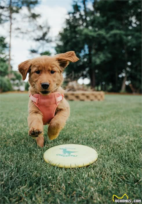 探秘罕见的狗狗饮食习惯:研究富有挑战性的自然食物