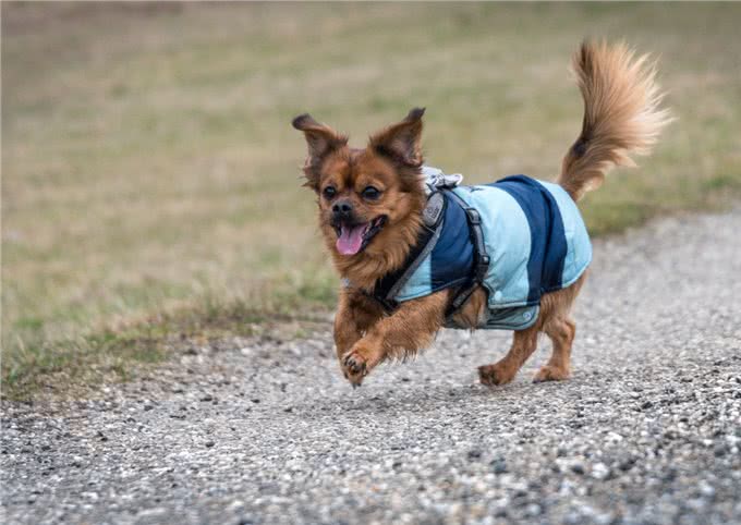 探秘罕见的狗狗饮食习惯:研究富有挑战性的自然食物