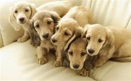 探秘罕见的狗狗饮食习惯:研究富有挑战性的自然食物