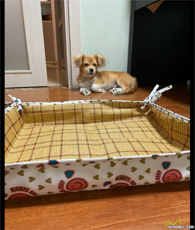 主人给狗狗买了个公主风的凉席垫子，它却是满眼的嫌弃:你睡吧