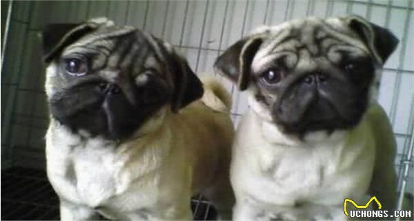 选狗技巧，想了解冠毛犬好不好养?请看看这些就知道了