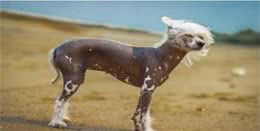 选狗技巧，想了解冠毛犬好不好养?请看看这些就知道了