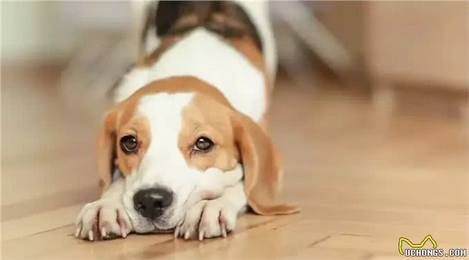 狗狗尿血是怎么回事?铲屎官要注意了