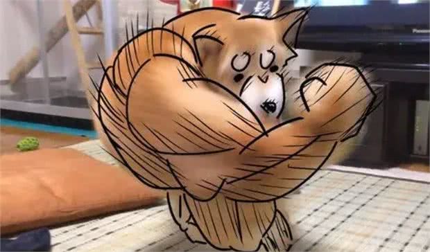 狗狗尿血是怎么回事?铲屎官要注意了