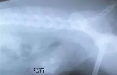 狗狗尿血是怎么回事?铲屎官要注意了