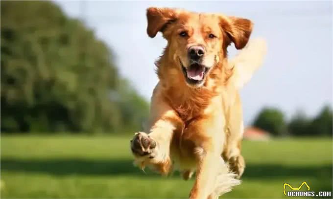 狗狗尿血是怎么回事?铲屎官要注意了