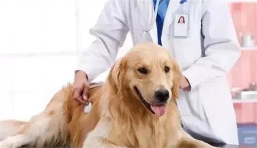 狗狗尿血是怎么回事?铲屎官要注意了