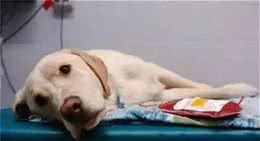 狗狗尿血是怎么回事?铲屎官要注意了