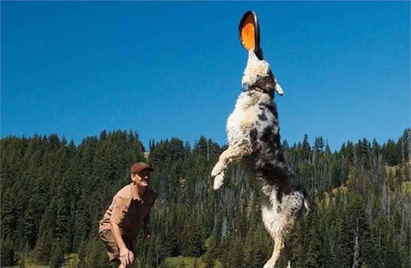 狗狗不听话?15招教你训狗之一训练工具的准备