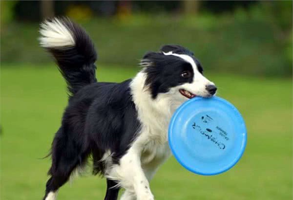 狗狗不听话?15招教你训狗之一训练工具的准备