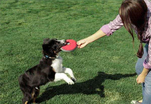 狗狗不听话?15招教你训狗之一训练工具的准备