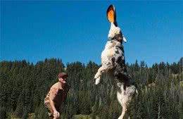 狗狗不听话?15招教你训狗之一训练工具的准备