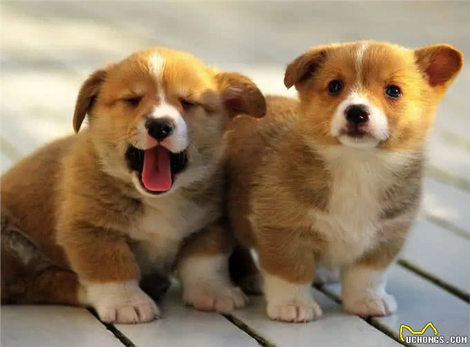 养狗经验分享:帮你成为贴心又愉快的狗主人!