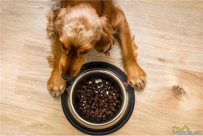 养狗经验分享:帮你成为贴心又愉快的狗主人!