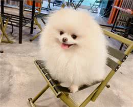 养狗经验分享:帮你成为贴心又愉快的狗主人!