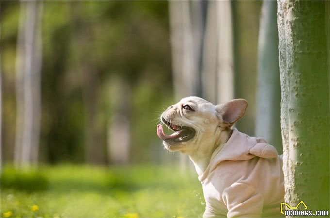 法斗掉毛怎么改善，法斗掉毛的原因及处理方法