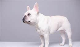 法斗掉毛怎么改善，法斗掉毛的原因及处理方法