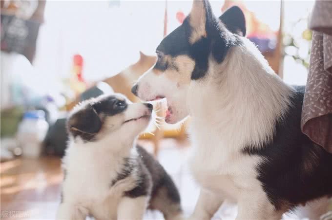 这些年我们都做错了，狗狗喂了牛奶到底对不对?