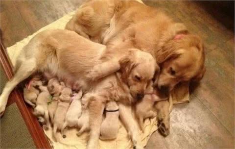 成为赛级犬的必备条件