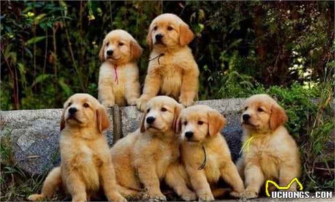 成为赛级犬的必备条件