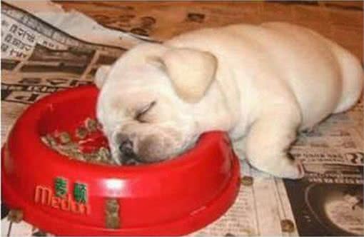 成为赛级犬的必备条件