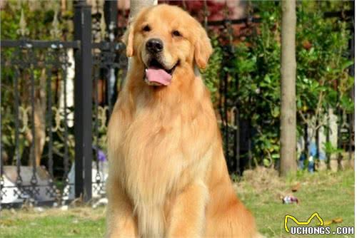 成为赛级犬的必备条件