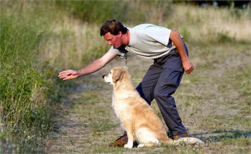 成为赛级犬的必备条件