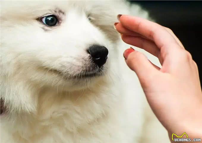 狗狗洗澡这件小事，你做对了吗?