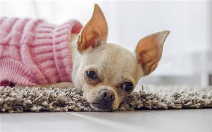 狗狗洗澡这件小事，你做对了吗?