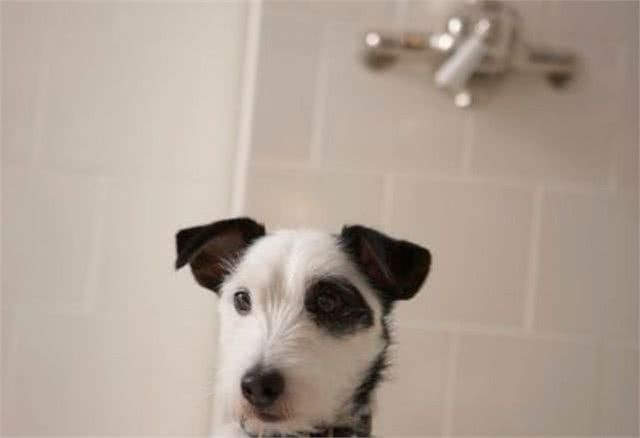 狗狗洗澡这件小事，你做对了吗?